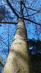 Ceiba pentandra