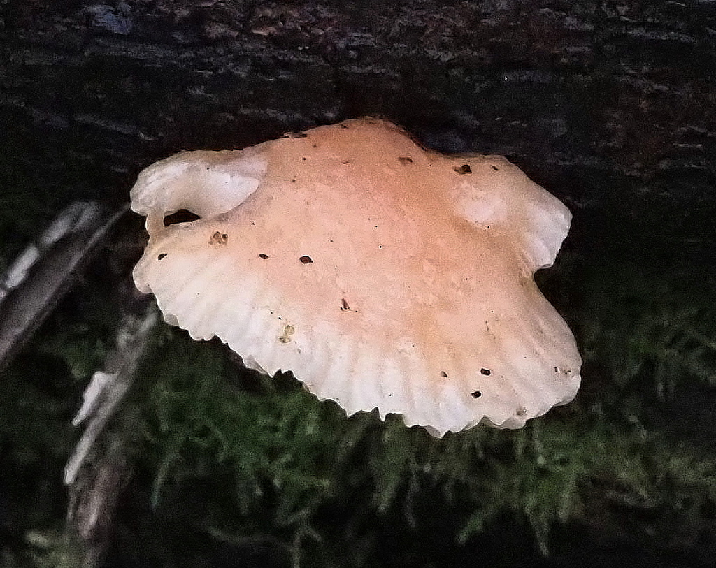 Rhodotus palmatus · November 2025 · photo: © aworsey (iNaturalist, cc-by)