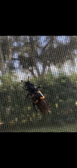 Nicrophorus carolina