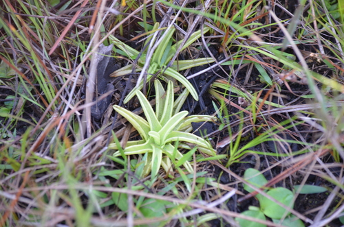 Pinguicula caerulea