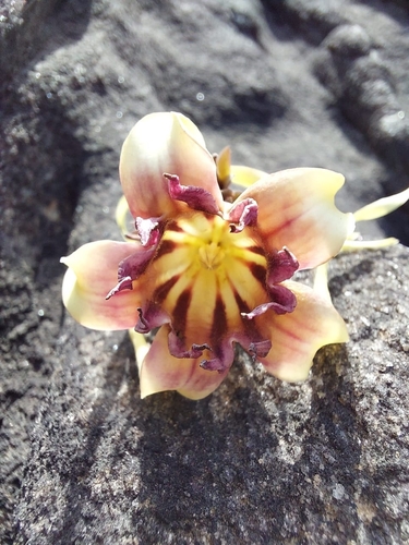 Strophanthus sarmentosus