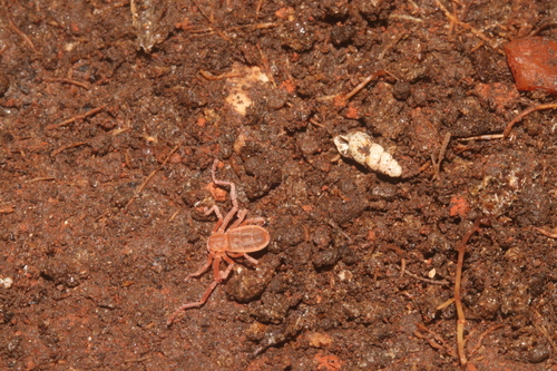Pseudocellus pearsei photo 2