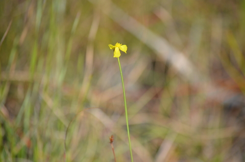 Elliott's Yelloweyed Grass (Xyris elliottii)