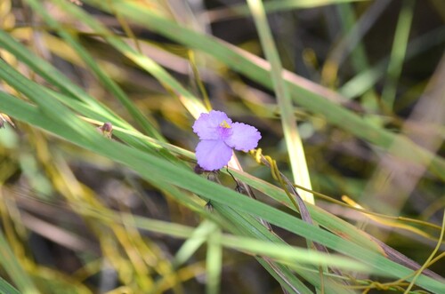 Scrub roseling (Callisia ornata)