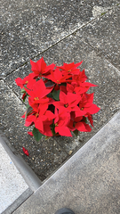 Euphorbia pulcherrima