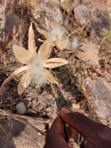 Gbehutu