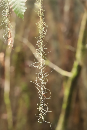 Methuselah's Beard Lichen