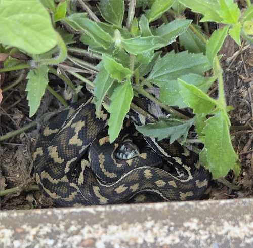 Coastal Carpet Python sighting