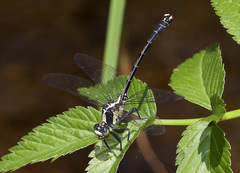 Octogomphus specularis