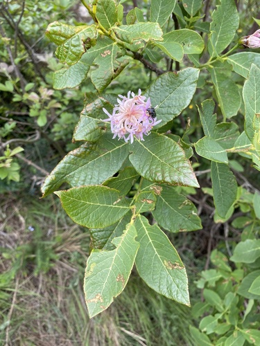 Dais cotinifolia