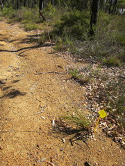Xanthorrhoea gracilis