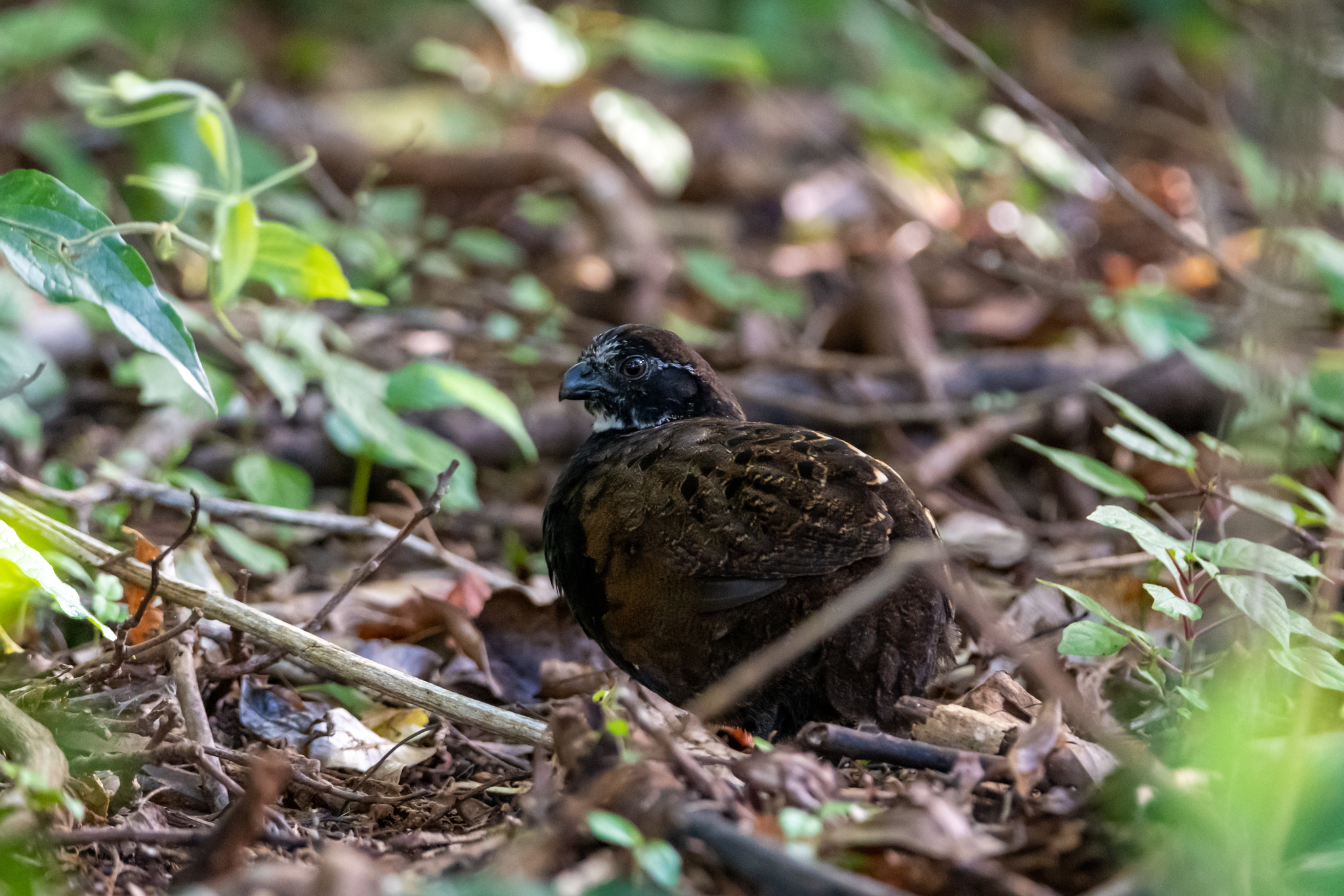 Black-breasted Wood Quail (Odontophorus leucolaemus), photo 10