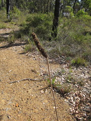 Xanthorrhoea gracilis