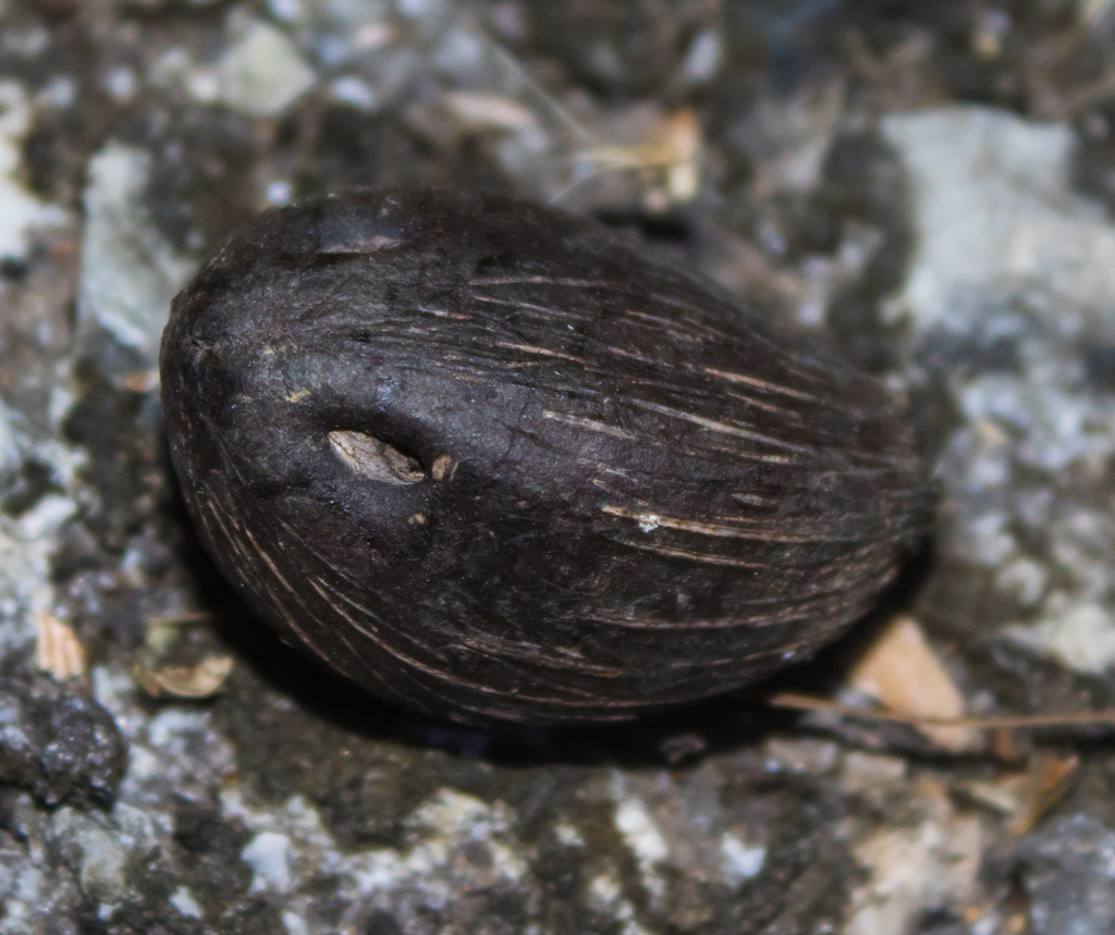 Elaeis guineensis, Khao Chamao District, Rayong, Thailand