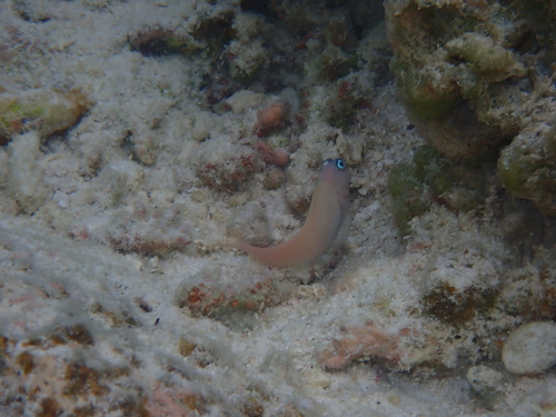 Cirripectes variolosus observed 2025-09-02