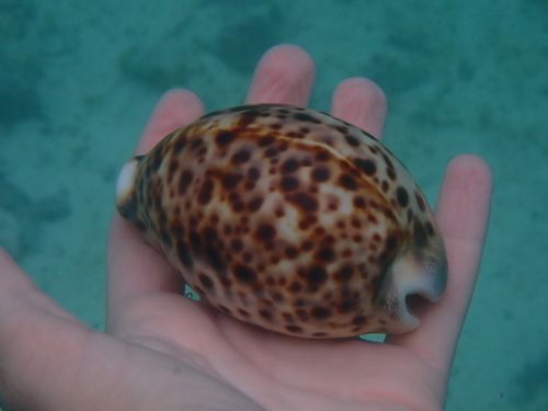 Cypraea tigris observed 2025-09-02