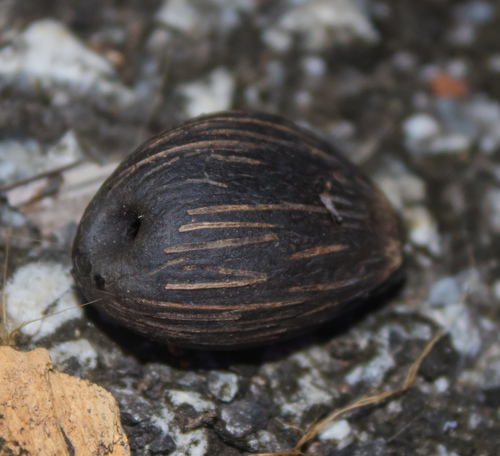 Elaeis guineensis