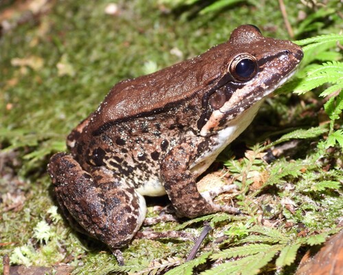 Rivero's White-lipped Frog, Leptodactylus riveroi