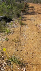 Xanthorrhoea gracilis
