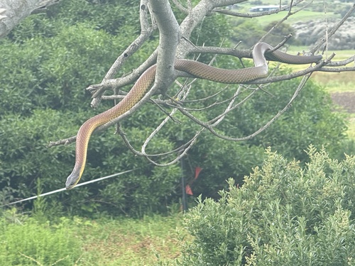 Tiger Snake sighting