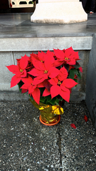 Euphorbia pulcherrima