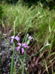 Silene verecunda