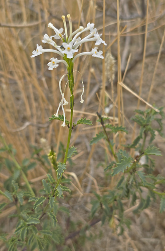 White Chascanum