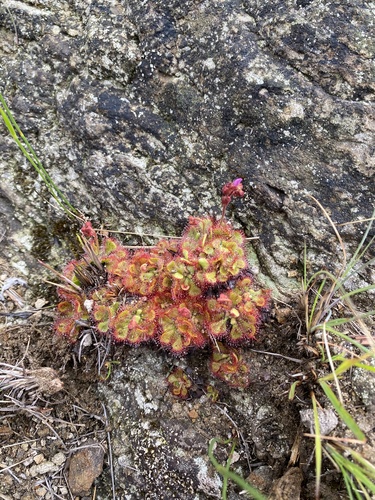 Drosera dielsiana (Drosera dielsiana)