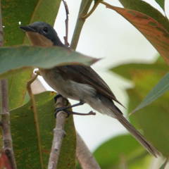 Myiagra rubecula
