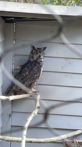 View observation of {o.common_name} on iNaturalist