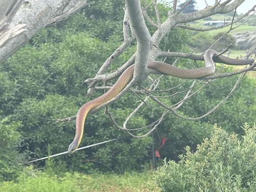 Tiger Snake sighting