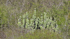 Stenocereus montanus