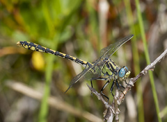 Ophiogomphus morrisoni
