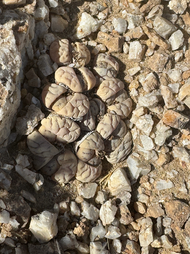 Lithops nelii Schwantes