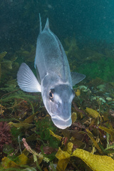 Latridopsis ciliaris