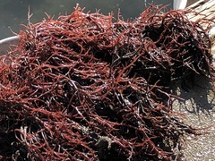 Lomentaria hakodatensis