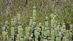 Stenocereus montanus