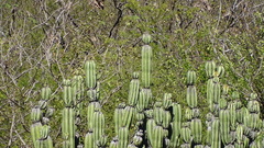 Stenocereus montanus