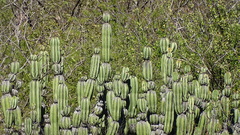 Stenocereus montanus