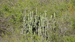 Stenocereus montanus