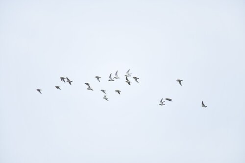 European Golden-Plover