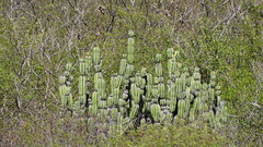 Stenocereus montanus