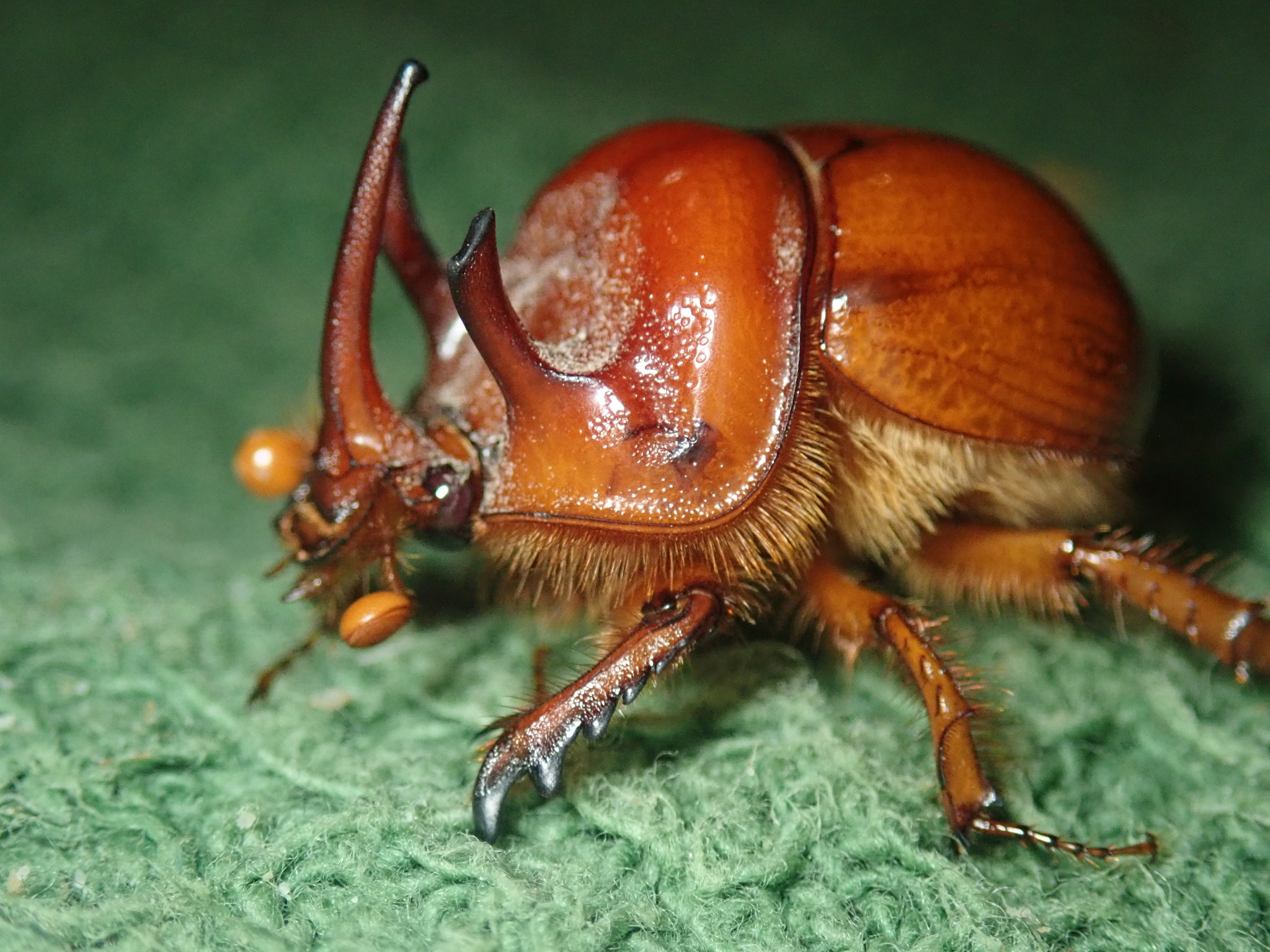 Genus Blackburnium · iNaturalist