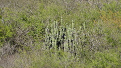 Stenocereus montanus