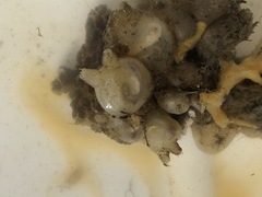 Molgula manhattensis