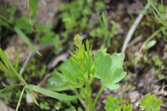 Delphinium distichum, photograph (c) Abby Hyde, some rights reserved (CC BY)