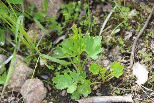 Two-spike Larkspur (Delphinium distichum)