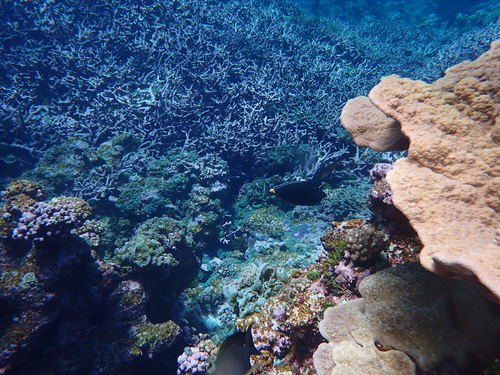 Naso observed 2025-09-07