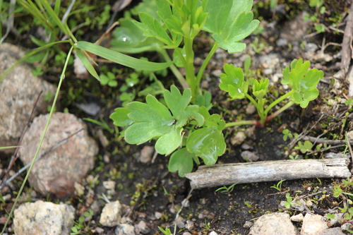 Delphinium distichum, photograph 5