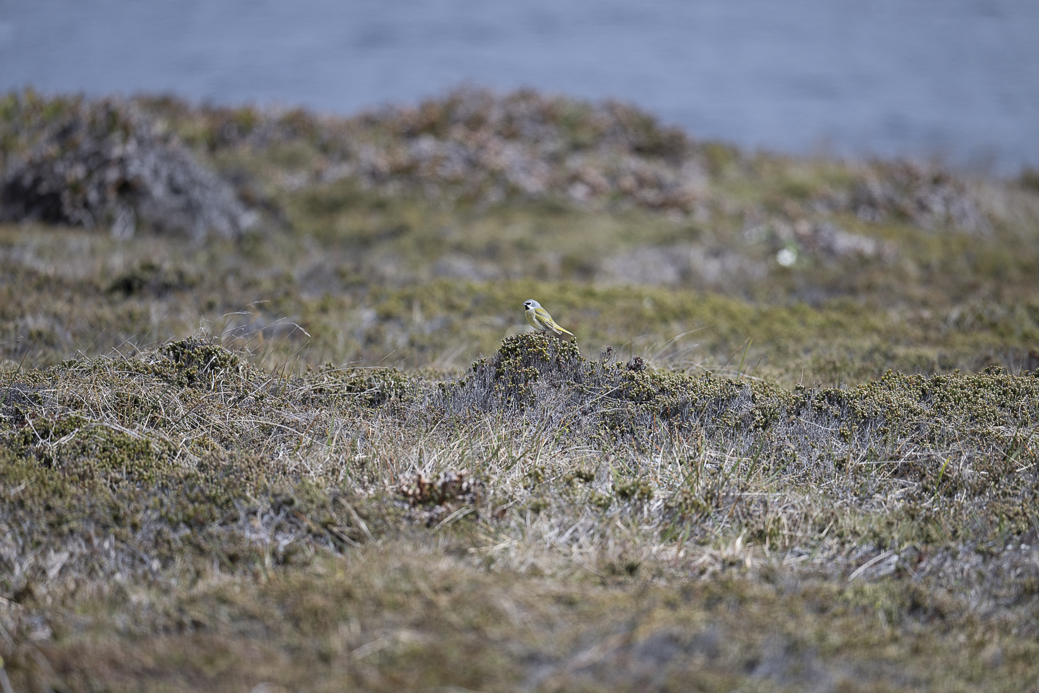 White-bridled Finch (Melanodera melanodera), photo 6
